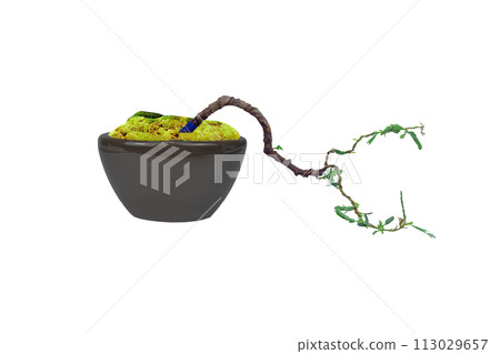 Tamarind trees grown from seeds Can be bent to shape as imagined. Make a bonsai Tamarind trees grown from seeds Can be bent to shape as imagined. Make a bonsai 113029657