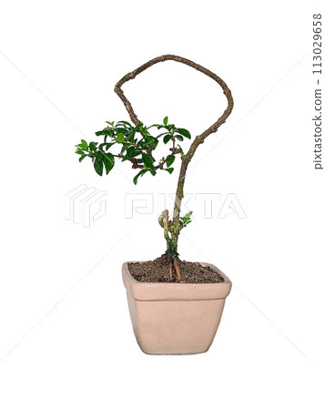 Free orm Dwarf cherry bonsai on white background Free orm Dwarf cherry bonsai on white background 113029658