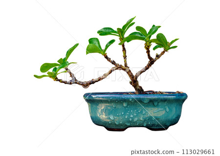 Small Ixora in ceramic pot In process bonsai Small Ixora in ceramic pot In process bonsai 113029661