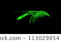 3D Shrimp on black background. Marine Underwater World concept. Restaurant delicacy. Business advertising backdrop. For title, text, presentation. 3d animation 113029854