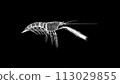 3D Shrimp on black background. Marine Underwater World concept. Restaurant delicacy. Business advertising backdrop. For title, text, presentation. 3d animation 113029855