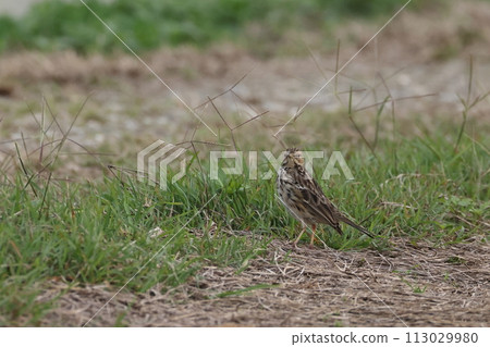 生物,野生鳥類,黑尾雲雀,雀形目鶺鴒科鶺鴒屬的野生鳥類。體長約15至6厘米 生物,野生鳥類,黑尾雲雀,雀形目鶺鴒科鶺鴒屬的野生鳥類。體長約15至6厘米 113029980