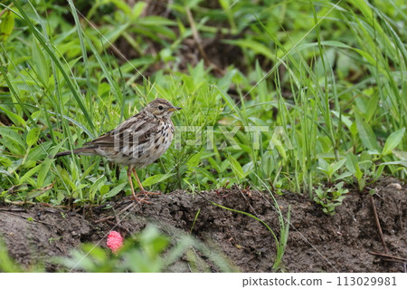 生物:野生鳥類:黑斑雲雀,從側面可以看到它的長腿。冬天的羽毛很樸素,幾乎沒有紅色。 生物:野生鳥類:黑斑雲雀,從側面可以看到它的長腿。冬天的羽毛很樸素,幾乎沒有紅色。 113029981