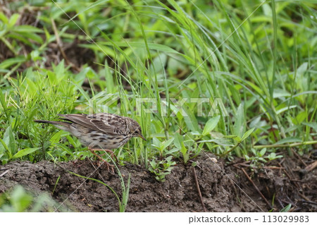 生物: 野生鳥類:黑腹雲雀在地面上走來走去尋找食物。他的飲食習慣是雜食性的。 生物: 野生鳥類:黑腹雲雀在地面上走來走去尋找食物。他的飲食習慣是雜食性的。 113029983