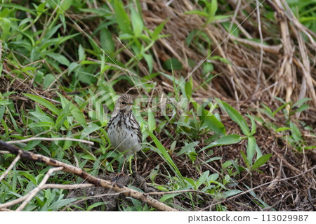 Creatures: Wild Birds: The Red-eared Lark.In summer plumage, the chest turns red, but in winter plumage, the vertical markings on the chest are noticeable. 113029987