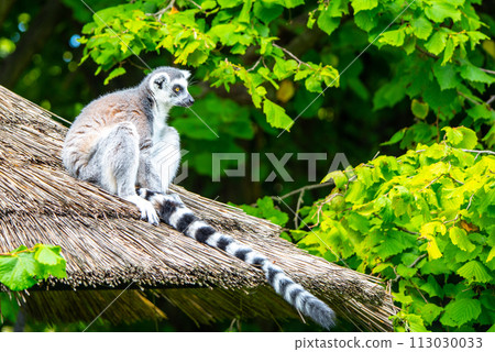 A ring-tailed lemur sits calmly on a thatched roof, with its striped tail hanging down as it surveys its surroundings amidst vibrant green foliage. 113030033