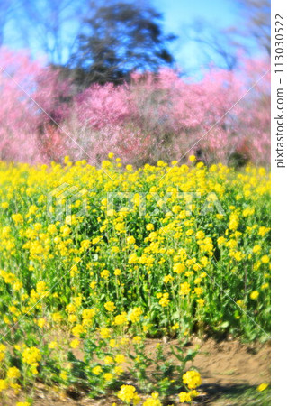 Koga Peach Festival at Koga General Park: Japanese peach and rape blossoms Koga Peach Festival at Koga General Park: Japanese peach and rape blossoms 113030522