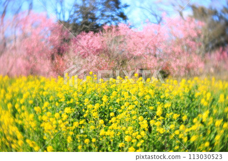 Koga Peach Festival at Koga General Park: Japanese peach and rape blossoms Koga Peach Festival at Koga General Park: Japanese peach and rape blossoms 113030523