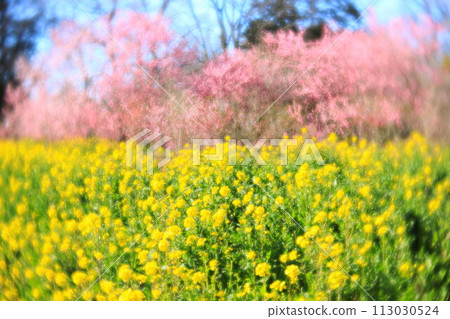 Koga Peach Festival at Koga General Park: Japanese peach and rape blossoms Koga Peach Festival at Koga General Park: Japanese peach and rape blossoms 113030524