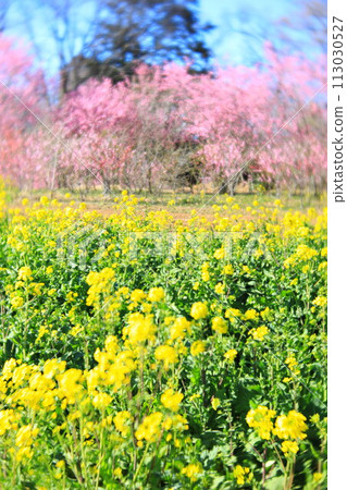Koga Peach Festival at Koga General Park: Japanese peach and rape blossoms Koga Peach Festival at Koga General Park: Japanese peach and rape blossoms 113030527