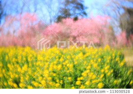古河綜合公園古河桃花節:日本桃花和油菜花 古河綜合公園古河桃花節:日本桃花和油菜花 113030528