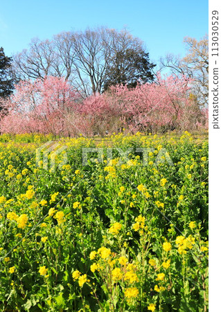 Koga Peach Festival at Koga General Park: Japanese peach and rape blossoms Koga Peach Festival at Koga General Park: Japanese peach and rape blossoms 113030529