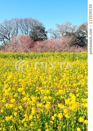 Koga Peach Festival at Koga General Park: Japanese peach and rape blossoms Koga Peach Festival at Koga General Park: Japanese peach and rape blossoms 113030530