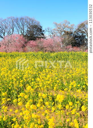 Koga Peach Festival at Koga General Park: Japanese peach and rape blossoms 113030532