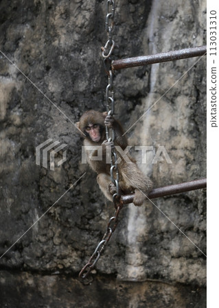 Baby Japanese macaque climbing a ladder 113031310