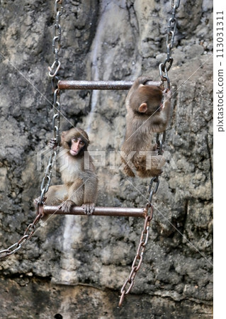 Japanese macaque children playing on a ladder 113031311