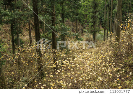 三重三杉三俁殖民地盛開 113031777