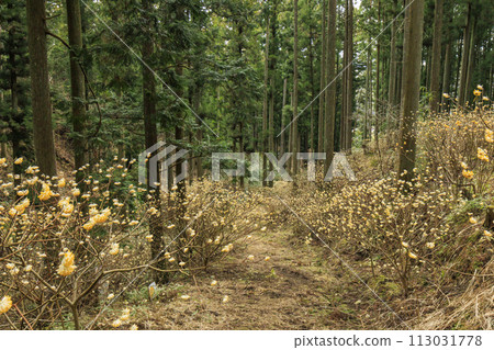 Mie Misugi Mitsumata colony in full bloom 113031778