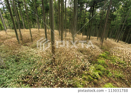 三重三杉三俁殖民地盛開 113031788