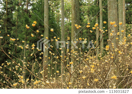 三重三杉三俁殖民地盛開 113031827