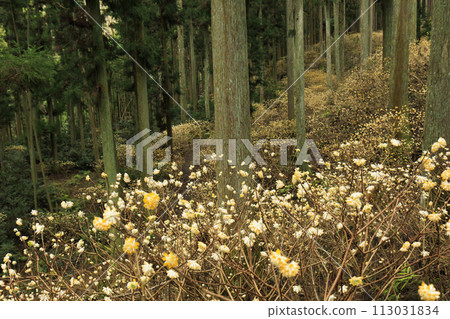 Mie Misugi Mitsumata colony in full bloom Mie Misugi Mitsumata colony in full bloom 113031834