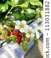 Strawberry picking strawberries and white strawberry flowers 113031882