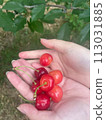 Freshly picked cherries 113031885