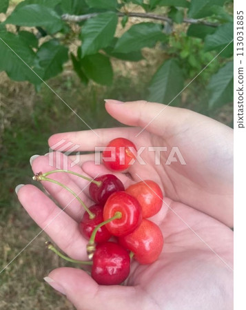 Freshly picked cherries 113031885