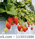 Strawberries grown in Tawawa from strawberry picking 113031886