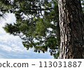 Pine trunk in a pine forest on a sunny day 113031887