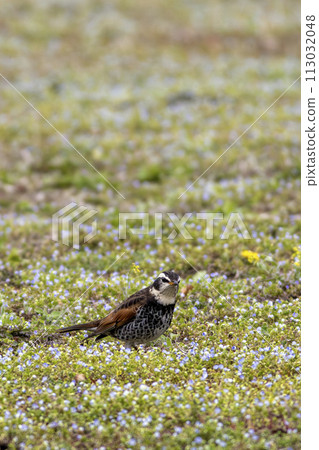 Thrush walking in the field Thrush walking in the field 113032048
