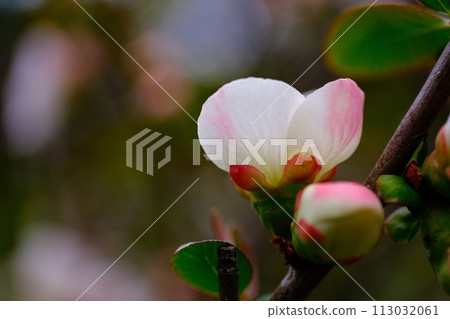 Flower of crumpled Flower of crumpled 113032061