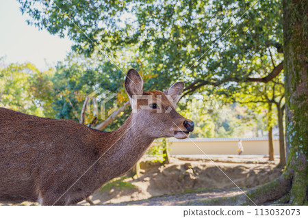 [#Nara] Deer in Nara Park 113032073