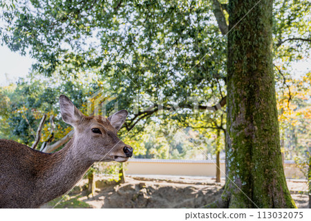 [#Nara] Deer in Nara Park 113032075