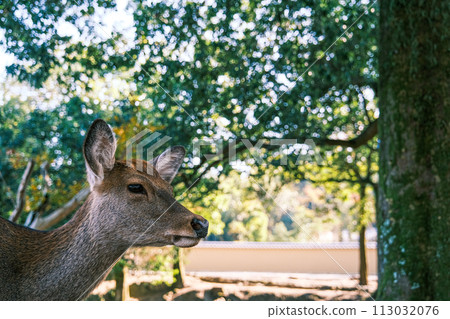 [#Nara] 奈良公園的鹿 113032076