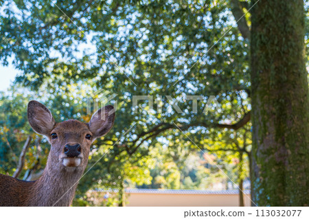 [#Nara] 奈良公園的鹿 113032077