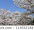 Cherry blossoms floating in the blue sky during the entrance period 113032148