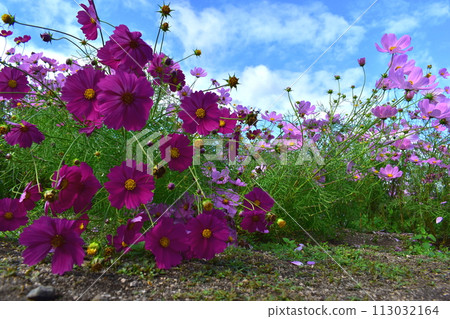 Cosmos 廣島備北丘陵公園國立備北丘陵公園 Cosmos 廣島備北丘陵公園國立備北丘陵公園 113032164