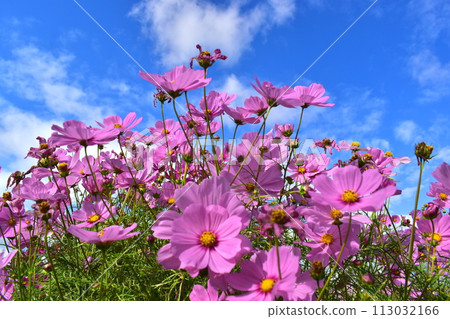 Cosmos Hiroshima Bihoku Hillside Park National Bihoku Hillside Park Cosmos Hiroshima Bihoku Hillside Park National Bihoku Hillside Park 113032166