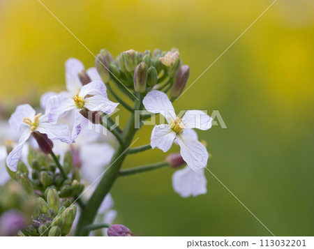 Sakurajima radish flower Sakurajima radish flower 113032201