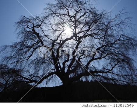 又兵衛櫻花盛開 113032549