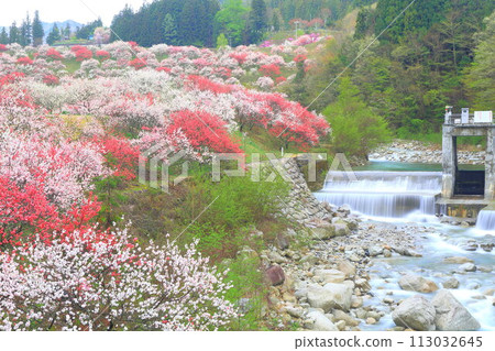 月岡溫泉鄉/花桃之鄉 113032645