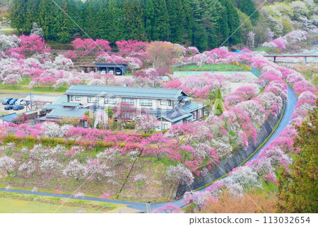 月岡溫泉鄉/花桃之鄉 月岡溫泉鄉/花桃之鄉 113032654