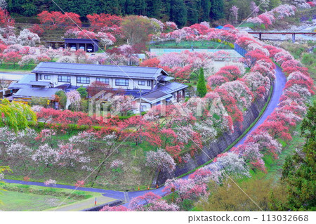 月岡溫泉鄉/花桃之鄉 月岡溫泉鄉/花桃之鄉 113032668