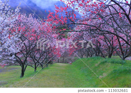 月岡溫泉鄉/花桃之鄉 月岡溫泉鄉/花桃之鄉 113032681