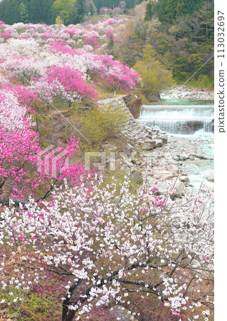 月岡溫泉鄉/花桃之鄉 113032697