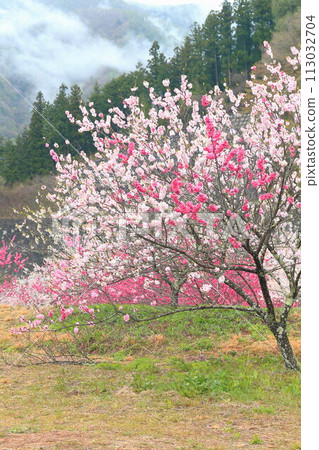 月岡溫泉鄉/花桃之鄉 月岡溫泉鄉/花桃之鄉 113032704