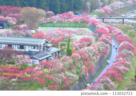 月岡溫泉鄉/花桃之鄉 113032721