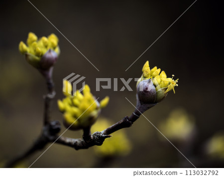 三月盛開的黃色玉髓花 三月盛開的黃色玉髓花 113032792