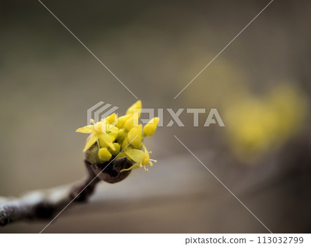 三月盛開的黃色玉髓花 三月盛開的黃色玉髓花 113032799